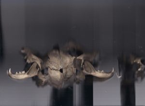 #skull #katzenschädel #schädel #bones #knochen #scan #objectscan #corpusdelicti #annegeorgius