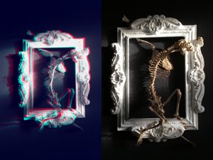 #anaglyph #stereoscopic #stereoskopie #framed #frame #racoon #racoonskeleton #waschbär #skelett #skeleton#annegeorgius #corpusdelicti #principia.discordia