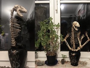 #racoon #skeleton #waschbär #skelett #plant #boneplant #knochen #knochenblume #pflanze #annegeorgius #corpusdelicti #principia.discordia