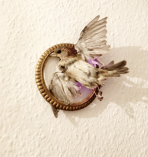 #sparrow #framed #dermoplastik #präparat #taxidermy #taxidermie #annegeorgius #corpusdelicti #principia.discordia